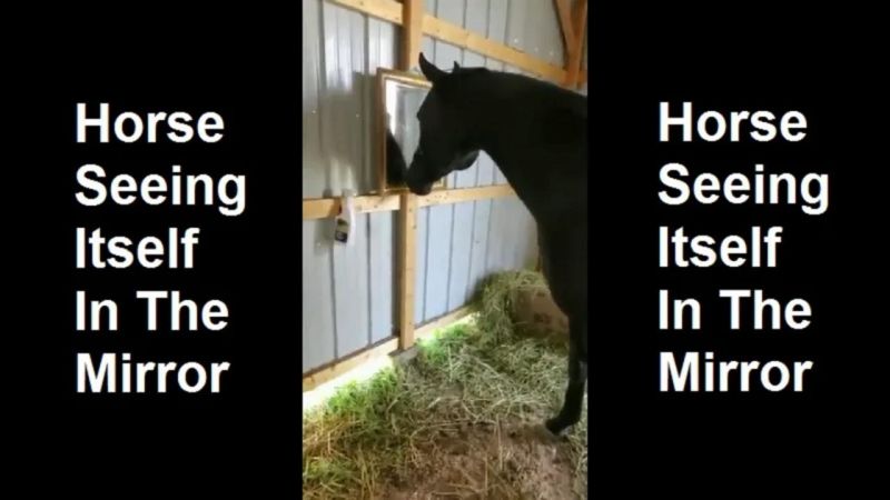 Mirror Horse Shutterbug - Premium 8K Mountain Wallpapers | Free Download