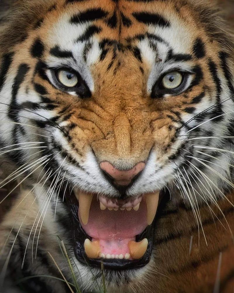 Github Ecsis Lab One Truth Prevails One Truth Prevails A Deep - Premium Geometric Picture Gallery - 4K