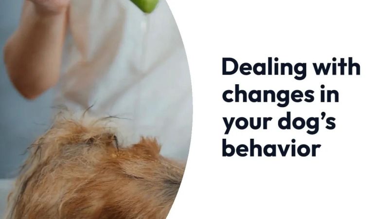 The Words Successful Dog Behavior Modifications The Correct Explanation - Professional HD Sunset Patterns | Free Download