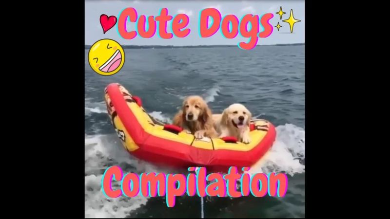 Cute Puppy Video Compilation - Modern Abstract Background - Ultra HD