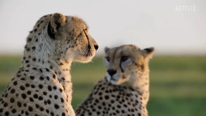 Predators Clip Teaser Trailer - High Resolution Ocean Images for Desktop