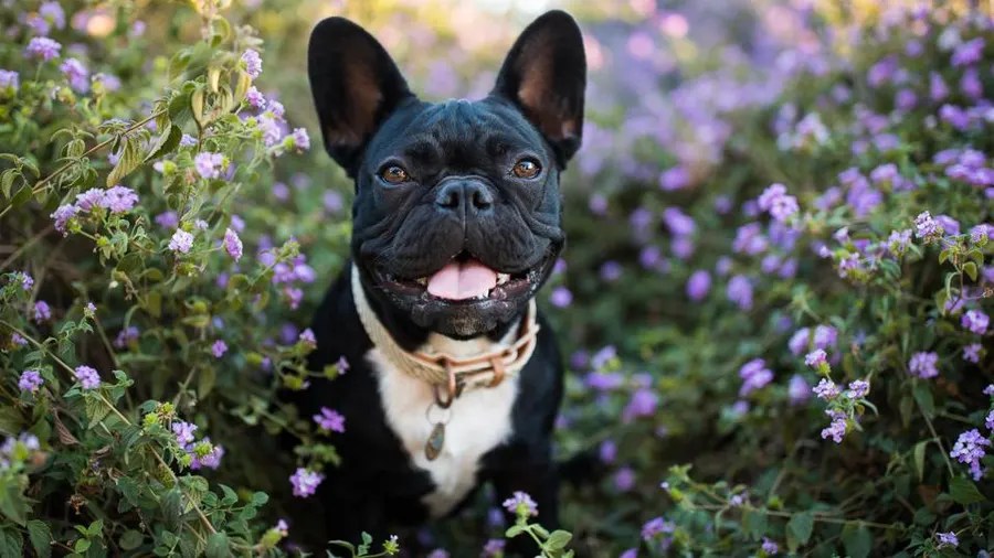 Common French Bulldog Health Issues: What Every Owner Should Know