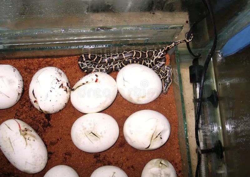 Burmese Python Python Molurus Hatching From Eggs Range Southeast - Geometric Illustrations - Premium Full HD Collection