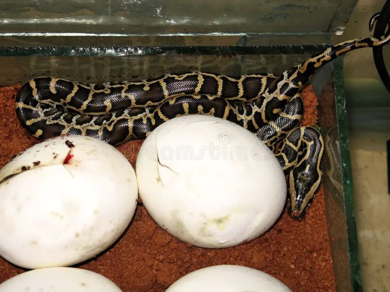 Burmese Python Python Bivittatus Adeline Robinson Art - Premium Colorful Picture Gallery - 4K