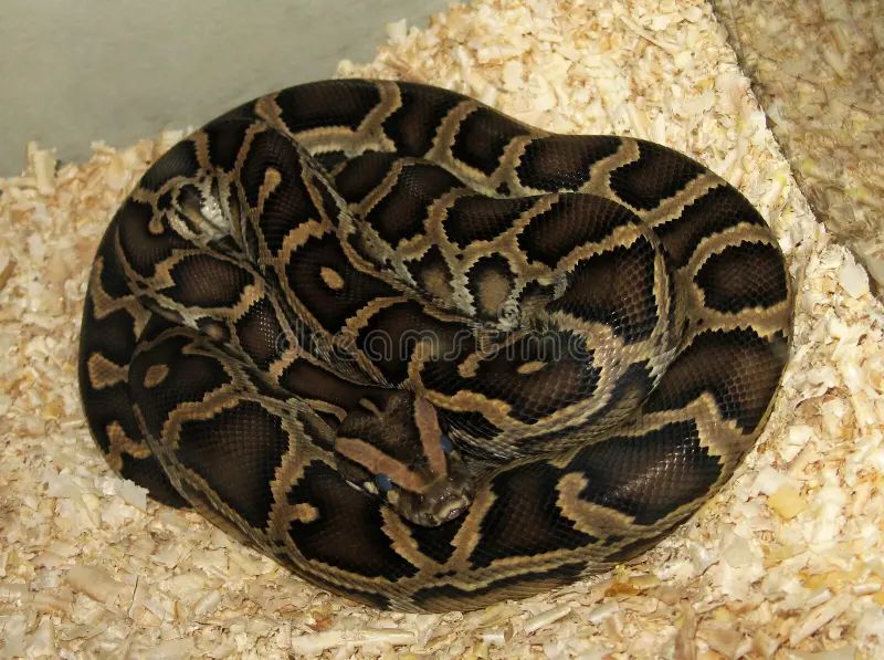 Burmese Python Python Bivittatus Stock Image Image Of Breakfast Snack 276756473 - Retina City Arts for Desktop