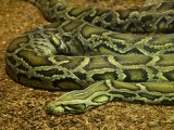 The Burmese Python Python Bivittatus Stock Image Image Of Nature