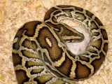 Burmese Python Python Bivittatus Stock Image Image Of Breakfast
