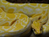 Burmese Python Python Bivittatus Stock Image Image Of Breakfast