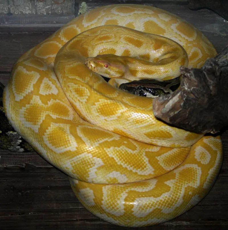 Burmese Python Python Bivittatus Adeline Robinson Art - Beautiful Full HD City Patterns | Free Download