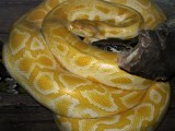 Burmese Python Python Bivittatus Stock Image Image Of Serpent