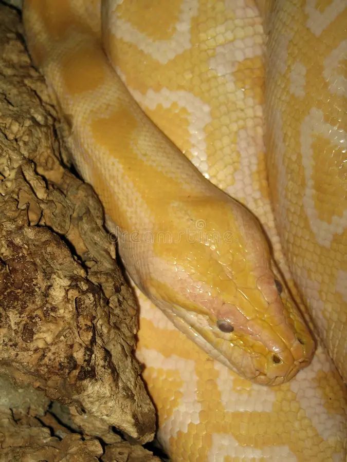 Burmese Python Python Bivittatus Stock Image Image Of Breakfast Snack 276756473 - Download Perfect Abstract Illustration | Ultra HD