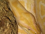 Burmese Python Python Bivittatus Stock Image Image Of Breakfast