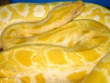Burmese Python Python Bivittatus Stock Image Image Of Breakfast