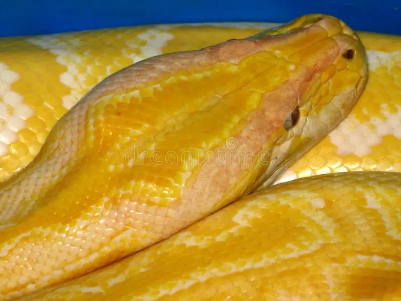 Model Of Burmese Python Python Molurus Bivittatus Laying Eggs Cross - Professional Vintage Wallpaper - Full HD