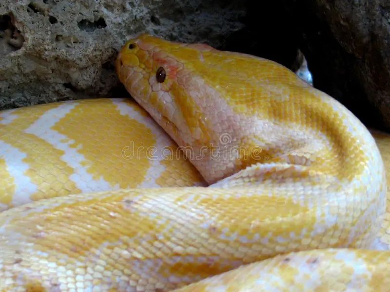 Burmese Rock Python Python Bivittatus 07 22 Zoochat - Desktop Space Photos for Desktop