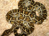 Burmese Python Python Bivittatus Stock Image Image Of Nature
