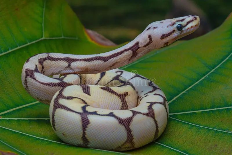 Premium Photo Closeup Shot Of A Ball Python Python Regius On A - Professional Minimal Design - Retina