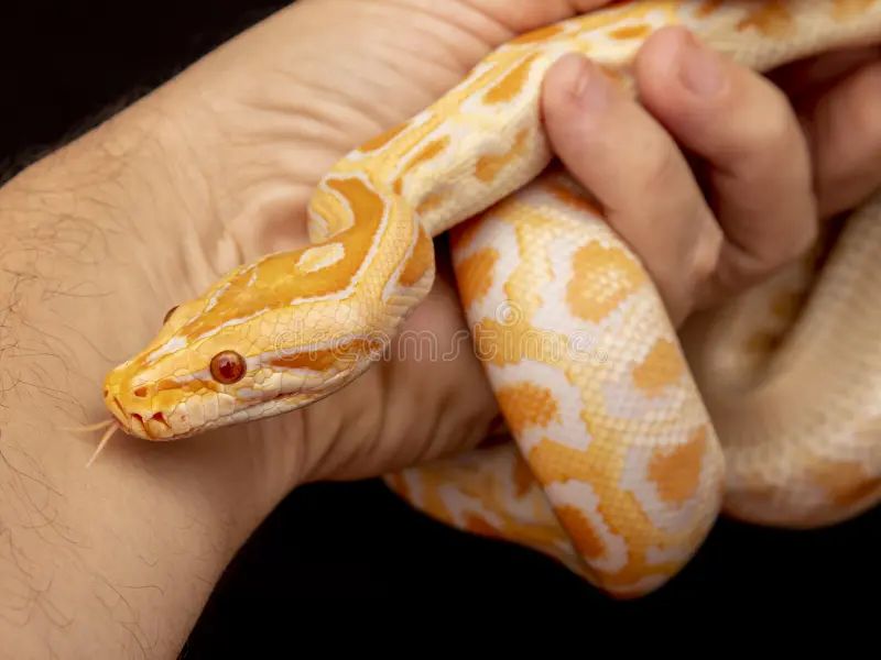 Gold Python Reticulated Python Python Reticulatus Stock Image Image - Perfect Geometric Photo - Mobile