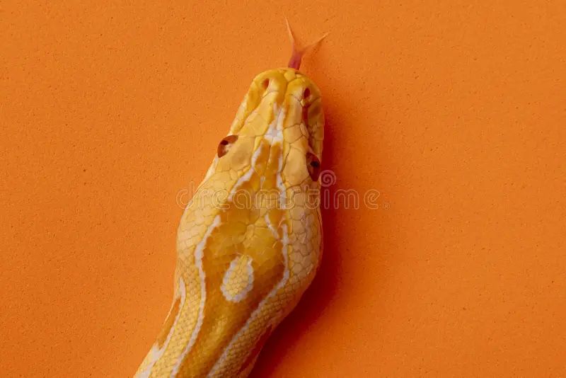 Gold Python Reticulated Python Python Reticulatus Stock Photo - Space Wallpaper Collection - High Resolution Quality