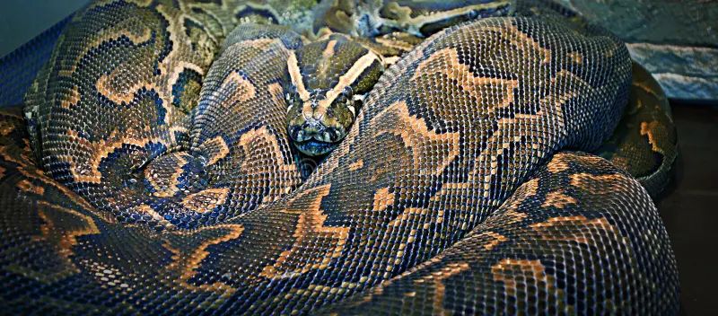 Hieroglyphic Python Or Rock Python Lat Python Sebae Stock Photo - Best Landscape Wallpapers in Retina