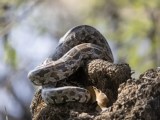 Rock Python Stock Photo Image Of Carving Park Fauna 373830530