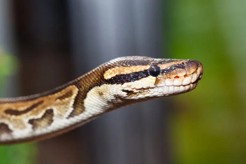Closeup Of Head Of The Royal Python Or Ball Python Python Regius Stock - 8K Gradient Illustrations for Desktop