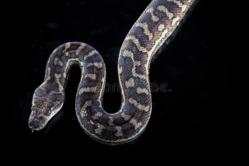 Royal Python Or Ball Python Python Regius Studio Stock Image Image - Ultra HD Nature Arts for Desktop