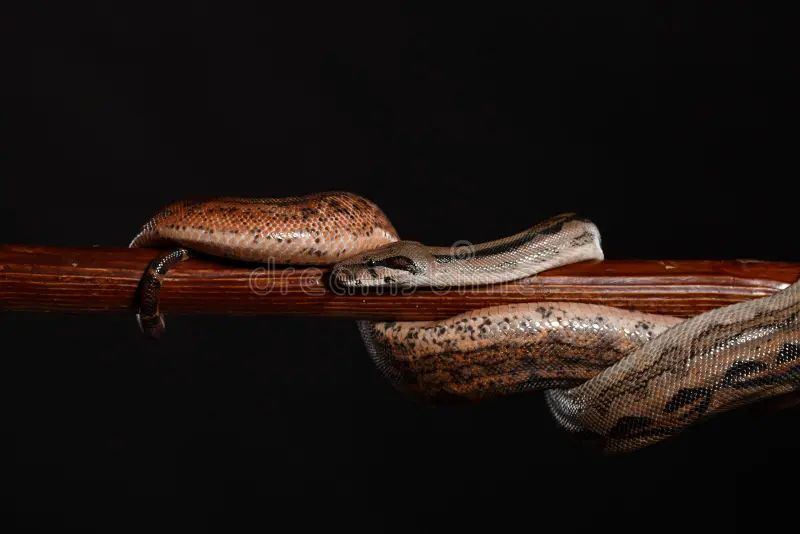 Royal Python Or Ball Python Python Regius Studio Stock Image Image - HD Mountain Arts for Desktop