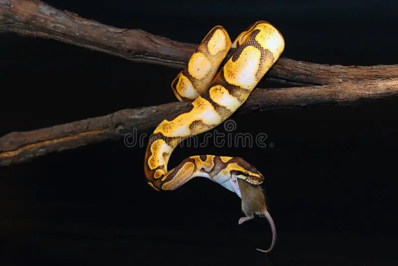 Royal Python Python Regius Curled Up Into A Ball Togo Controlled - Gorgeous Light Wallpaper - Desktop