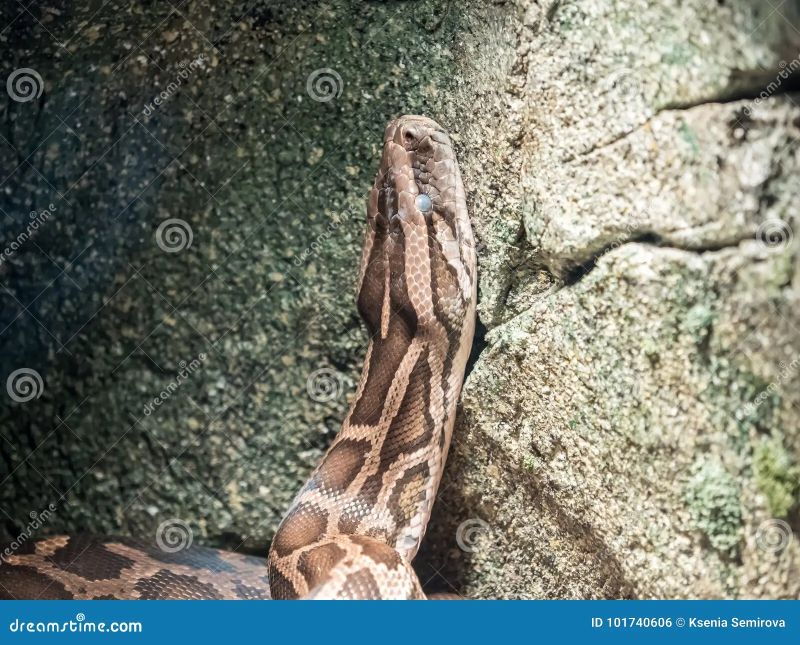 Ball Python Close Up Stock Image Image Of Python Close 100849 - Artistic Vintage Art - HD