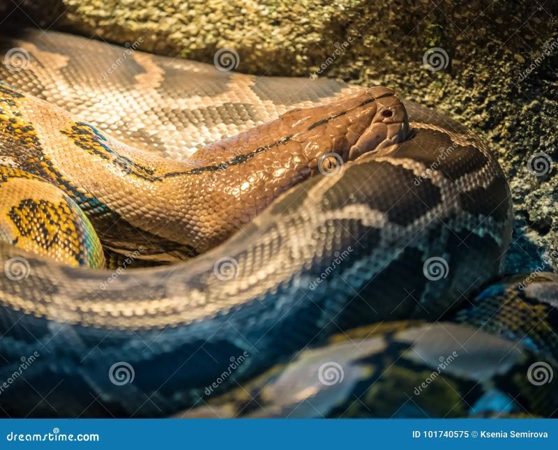 Ball Python Close Up Python Regius Stock Image Image Of Blooded - Geometric Patterns - Perfect Desktop Collection