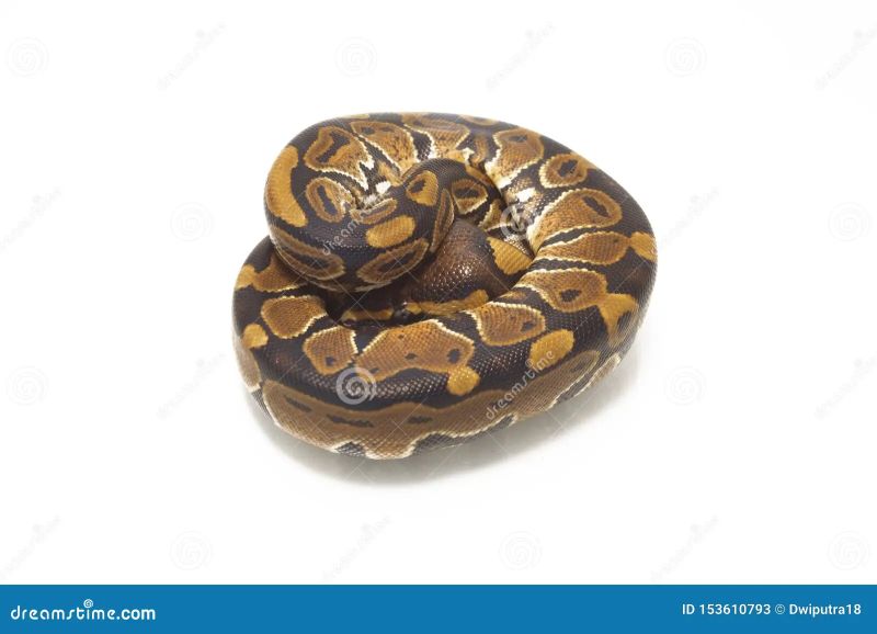 A Royal Ball Python Python Regius Isolated On A White Background - Mountain Images - Incredible Full HD Collection