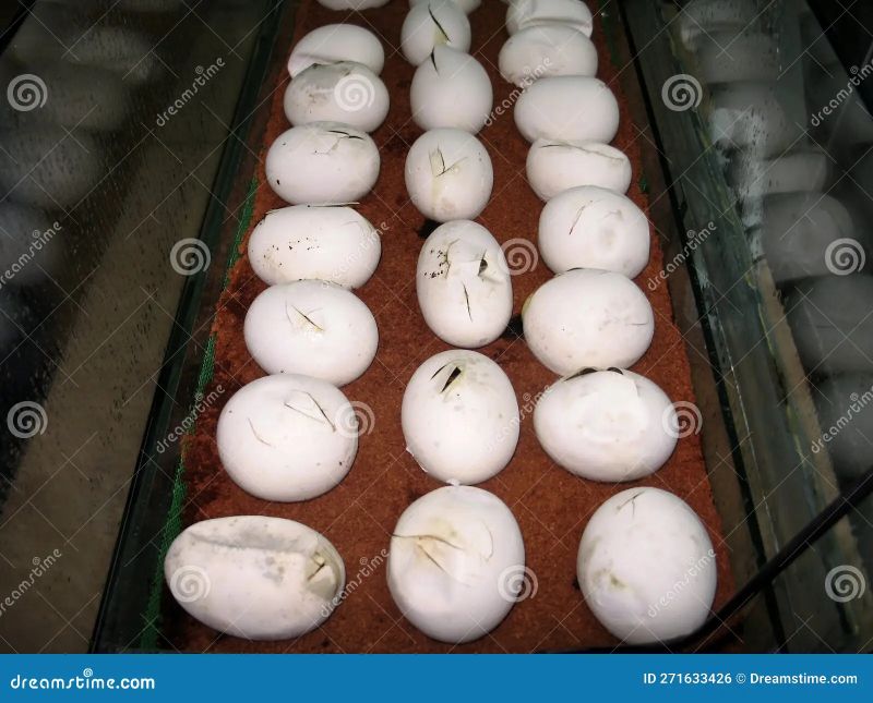 Burmese Python Python Bivittatus Stock Image Image Of Hatching - Landscape Pattern Collection - Mobile Quality