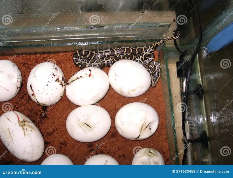 Burmese Python Eggs Hatching Youtube - Premium Sunset Background Gallery - Full HD