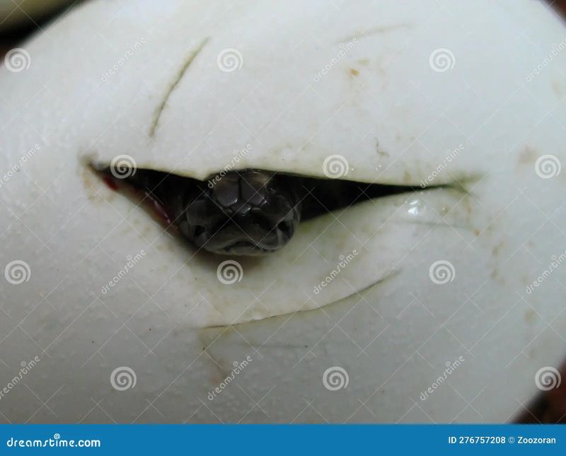 Burmese Python Eggs Hatching Youtube - City Art Collection - 4K Quality