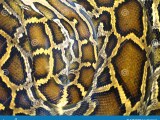 Burmese Python Python Bivittatus Stock Image Image Of Danger