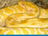 Burmese Python Python Bivittatus Stock Photo Image Of Skin