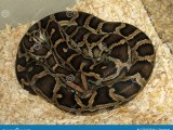 Burmese Python Python Bivittatus Stock Photo Image Of Reptile