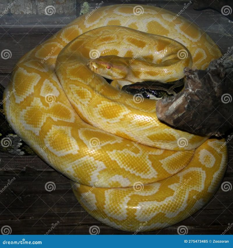 Burmese Python Python Bivittatus Stock Photo Image Of Skin Python - Gradient Illustration Collection - Full HD Quality