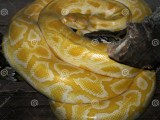 Burmese Python Python Bivittatus Stock Image Image Of Serpent