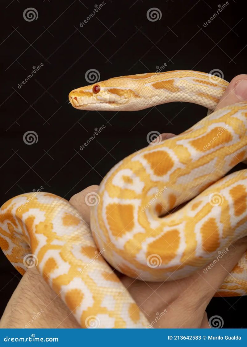 Premium Photo Gold Python Reticulated Python Python Reticulatus - Premium Geometric Texture Gallery - High Resolution