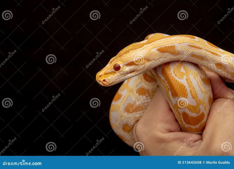 Gold Python Reticulated Python Python Reticulatus Stock Photo - Beautiful HD Mountain Textures | Free Download