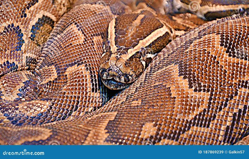 Rock Python Python Sebae Basking On A Fallen Tree In Rainforest Ghana - Geometric Picture Collection - Retina Quality