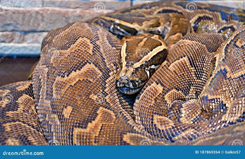 Rock Python Python Sebae Basking On A Fallen Tree In Rainforest Ghana - Premium Dark Design Gallery - Desktop