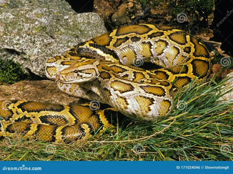 Indian Python Python Molurus - Elegant 8K City Patterns | Free Download