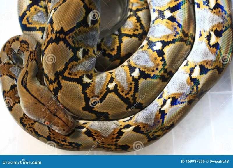 Reticulated Python Python Reticulatus Stock Photo 340525547 Shutterstock - Download Amazing Nature Wallpaper | HD