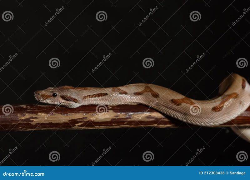 Royal Python Or Ball Python Python Regius Studio Stock Image Image - Dark Picture Collection - Full HD Quality