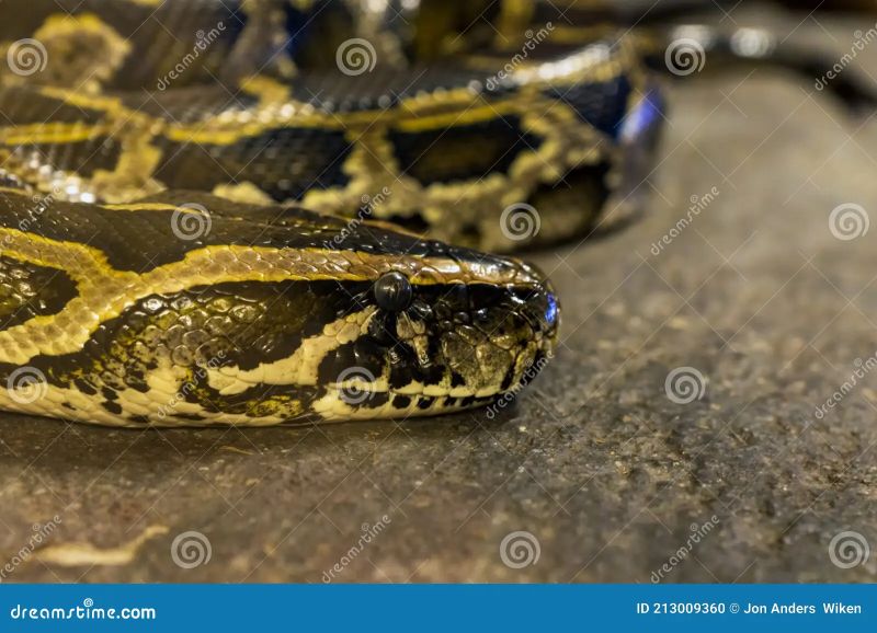 Tiger Python Python Molurus Closeup Snake Stock Photo Image Of - Light Illustration Collection - 8K Quality
