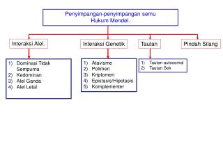 Mendel menyilangkan tanaman kacang ercis yang tinggi dengan yang pendek. Ppt P Enyimpangan Penyimpangan Semu H Ukum Mendel Powerpoint Presentation Id 3647796