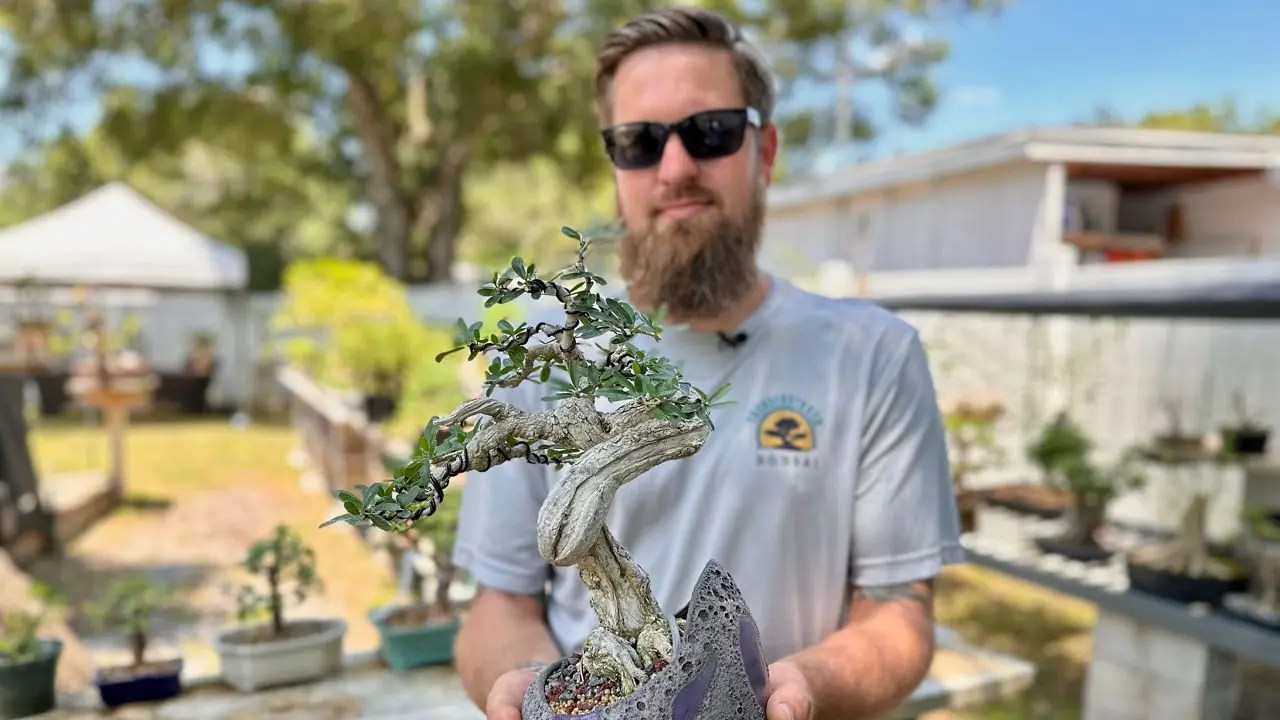 Desmodium bonsai tree, Larry Naeder Thunderstruck Bonsai